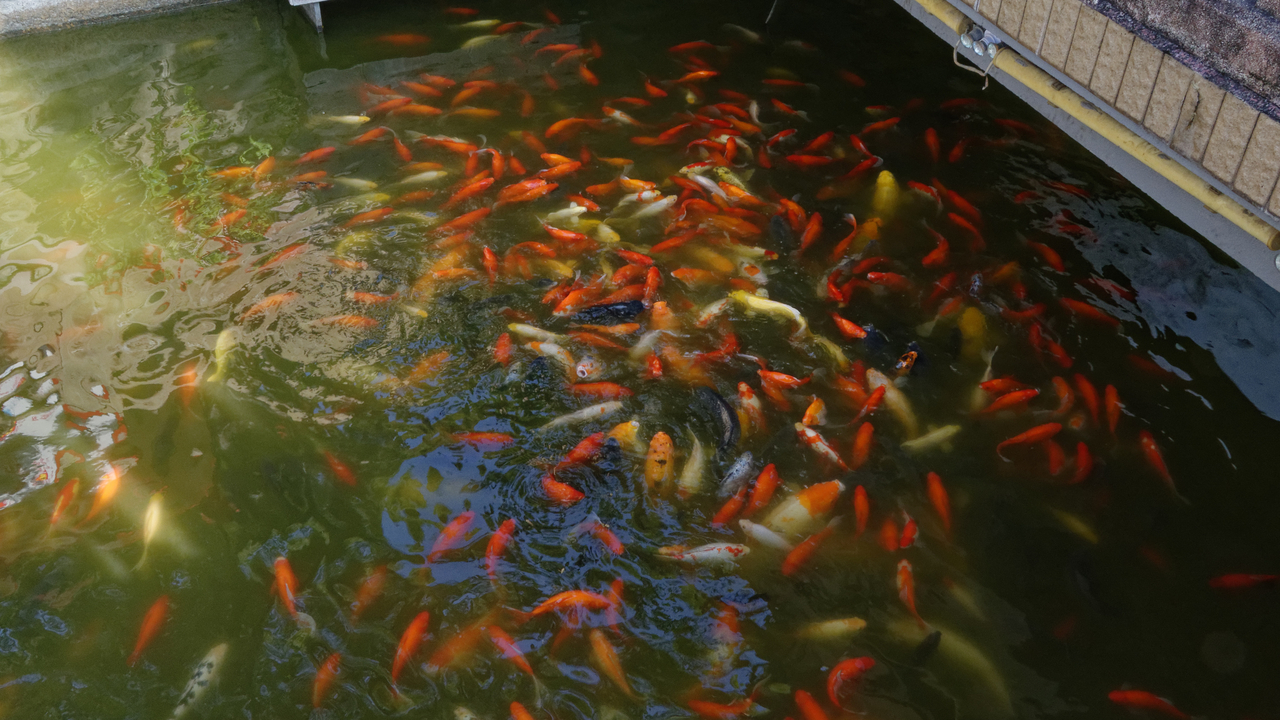 20161112 091841•Shanghai•Shanghai•China